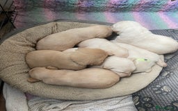 Labrador Retriever dogs for sale: Labrador puppies 5 gen pedigree health tested - Image 33
