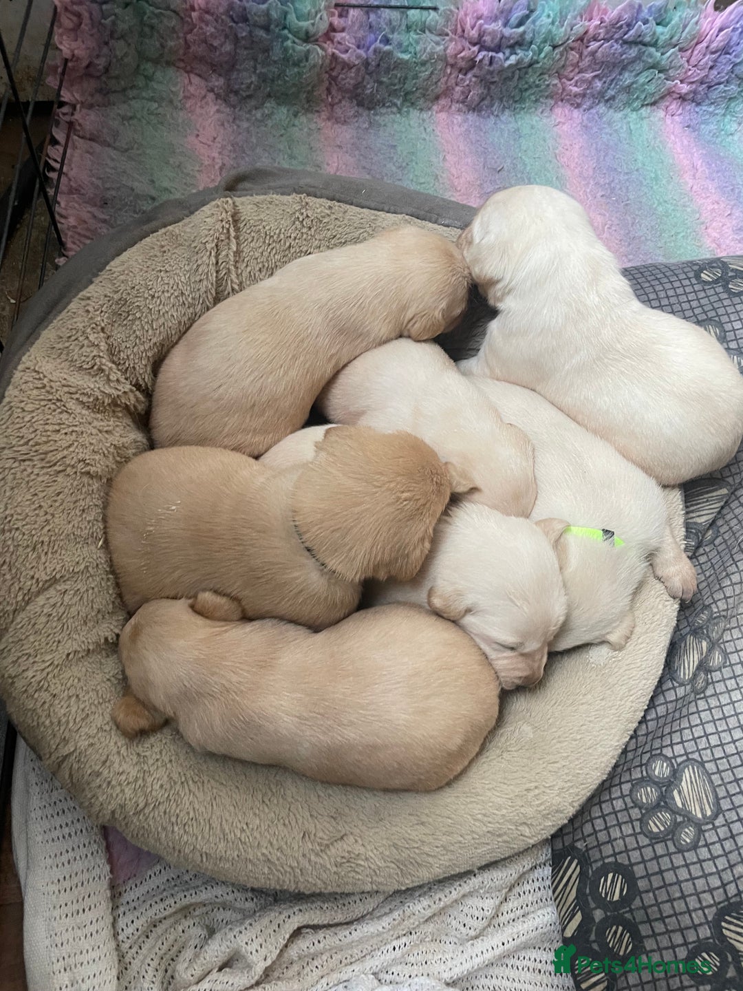 Labrador Retriever dogs for sale: Labrador puppies 5 gen pedigree health tested - Image 33