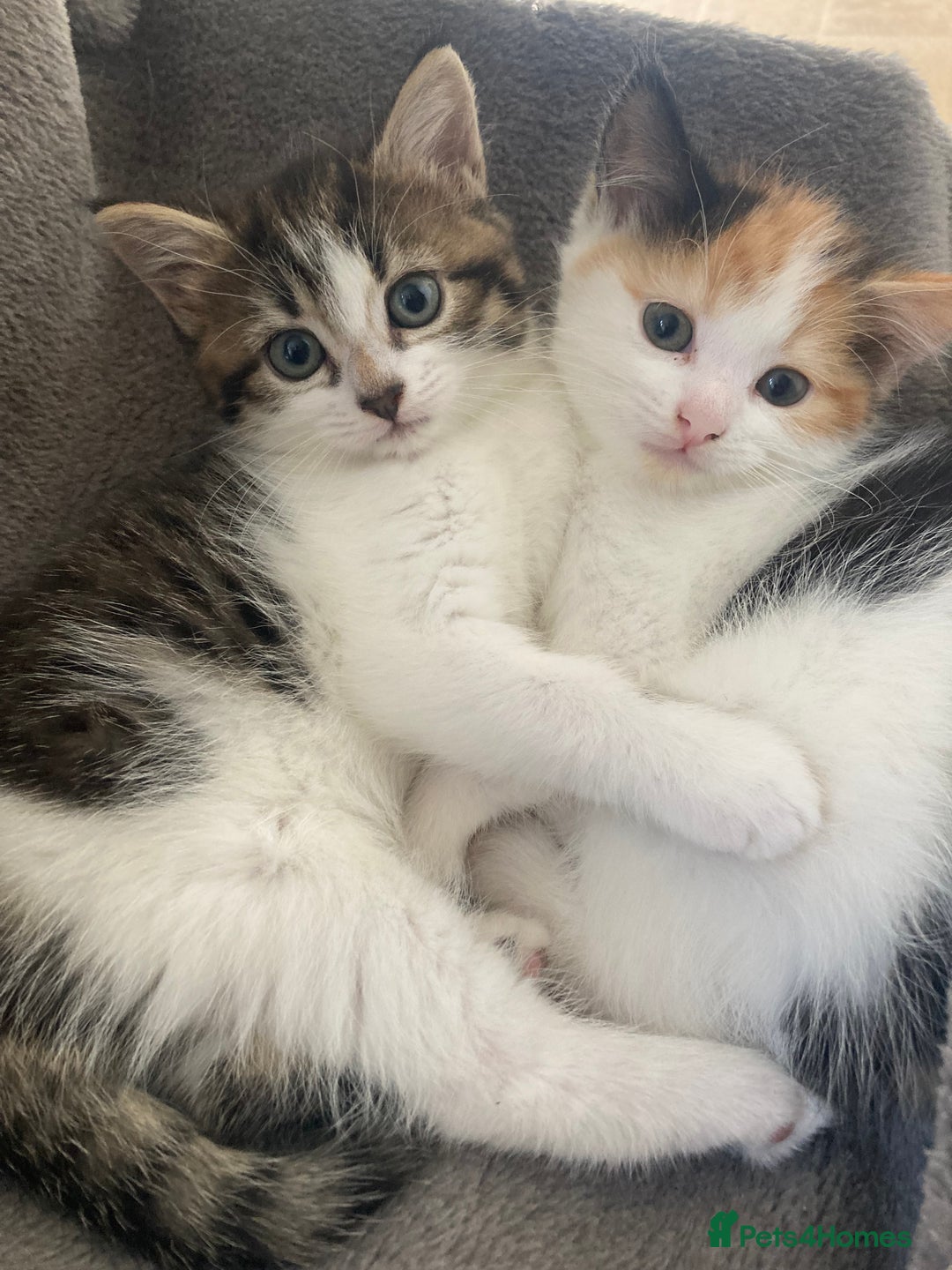 Domestic Shorthair cats for sale: Beautiful kittens available - Image 3