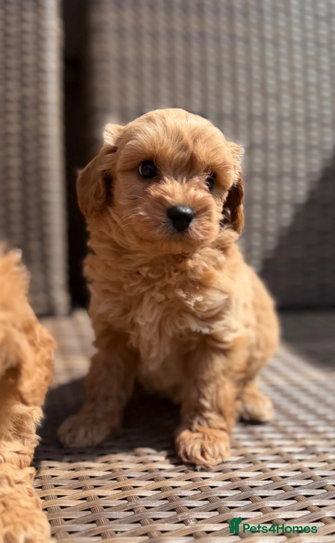 Cavapoochon dogs for sale: Cavapoochons ready for reserve 💕  - Advert 2