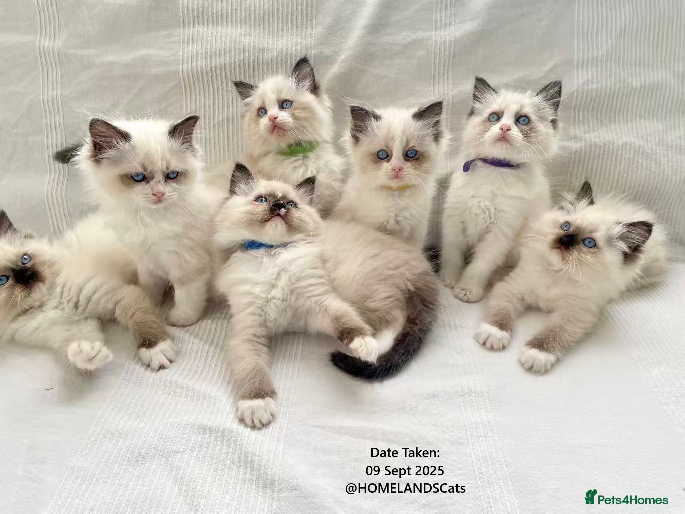 Ragdoll cats 🐾Stunning Ragdoll Kittens🧬DNA🏆ChampParents🐾 - Advert 1