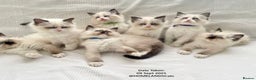 Ragdoll cats for sale: 🐾Stunning Ragdoll Kittens🧬DNA🏆ChampParents🐾 - Advert 2