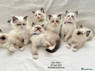 Ragdoll cats 🐾Stunning Ragdoll Kittens🧬DNA🏆ChampParents🐾 - Advert 1