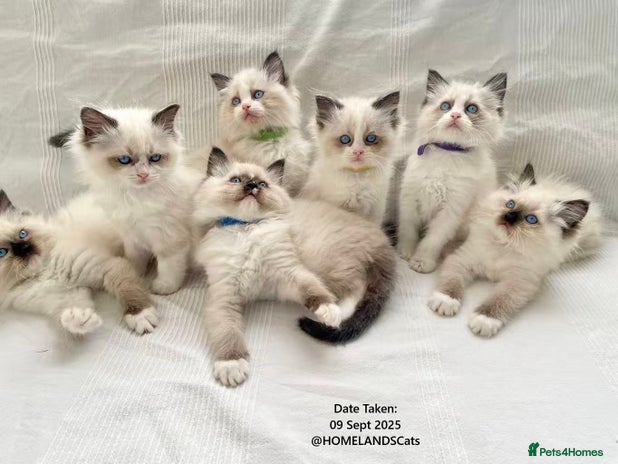 Ragdoll cats - Advert 7