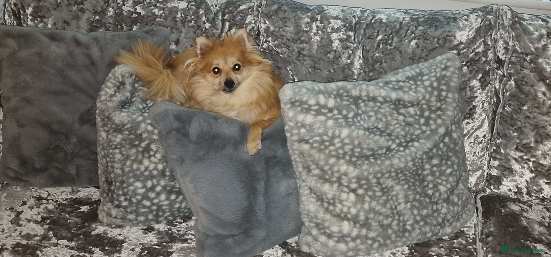 Pomeranian dogs for sale: Gorgeous Pomeranian puppies for sale - Image 19
