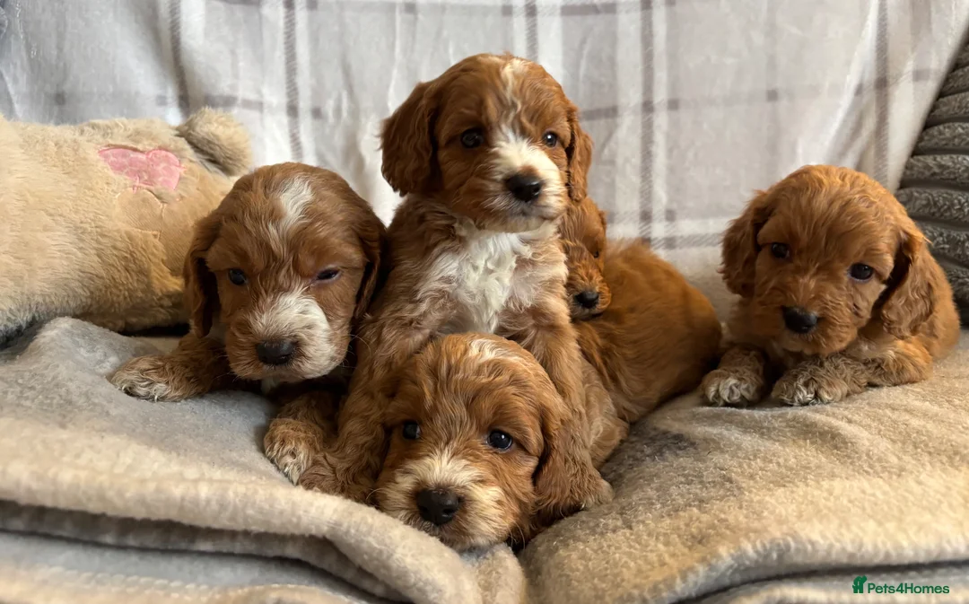 Cockapoo dogs for sale: F1b cockapoo puppies - Health test clear  in Staines - Advert 1