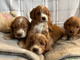 Cockapoo dogs F1b cockapoo puppies - Health test clear - Advert 4