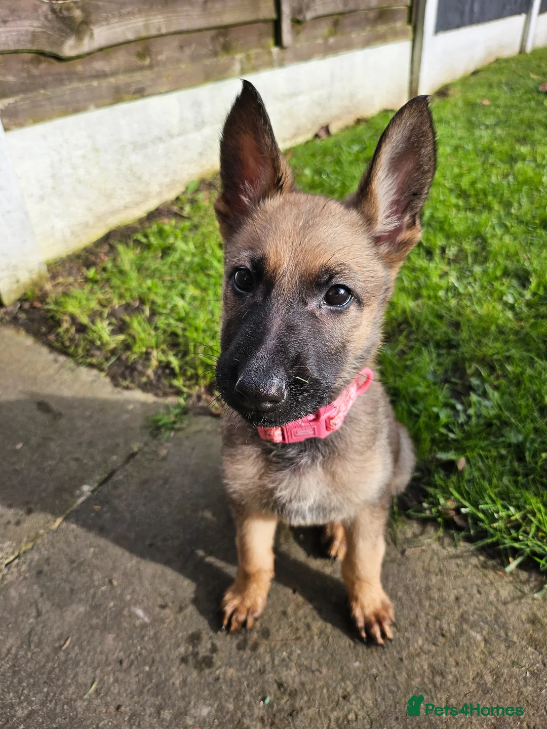 Mixed Breed dogs for sale: Belgian malinois in Warrington - Advert 2