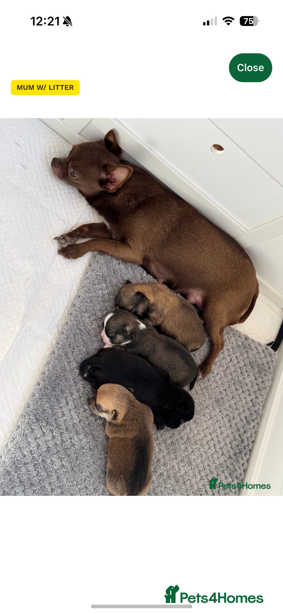 Chihuahua dogs for sale: Male chihuahua for sale  - Image 2