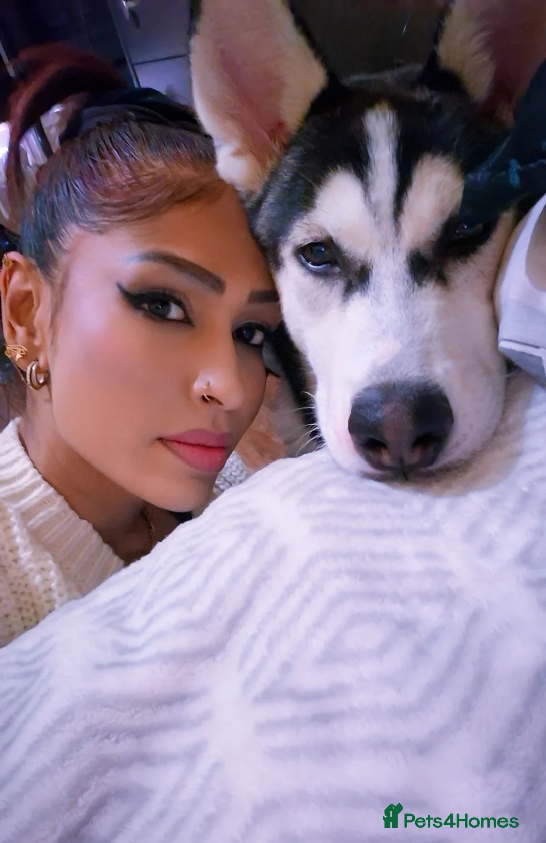 Siberian Husky dogs for sale: 5 Month Old Male Husky  - Advert 6