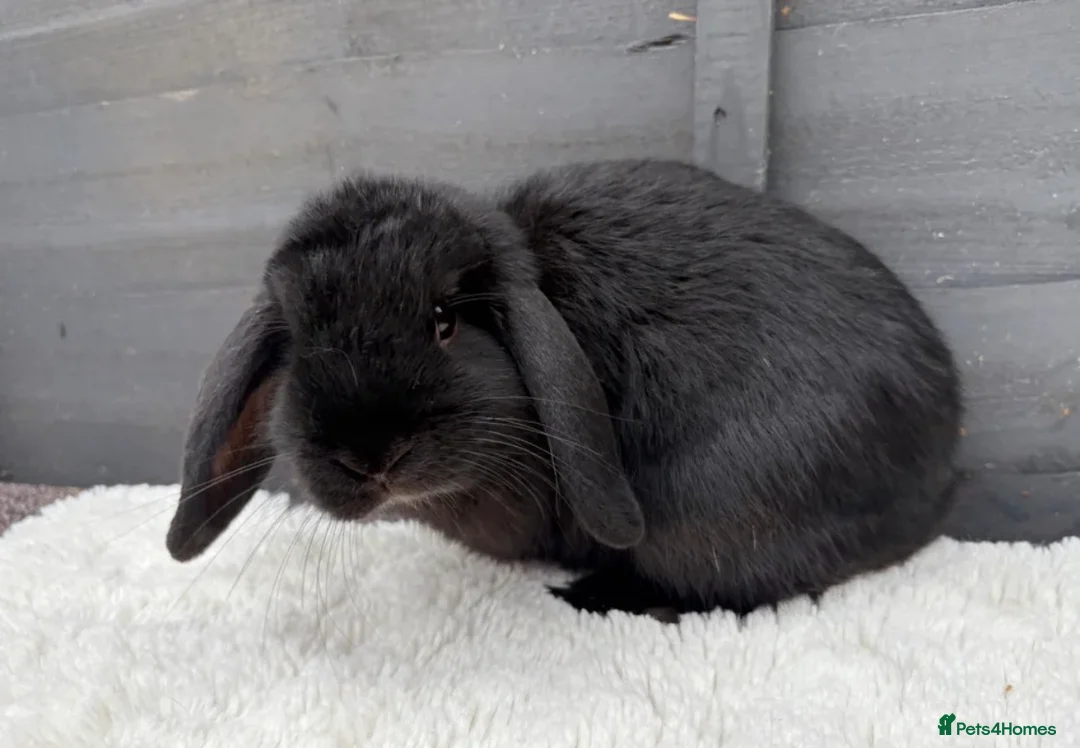 Mini Lop rabbits for sale: Boy Mini Lops looking for their forever home  🐰 - Advert 7