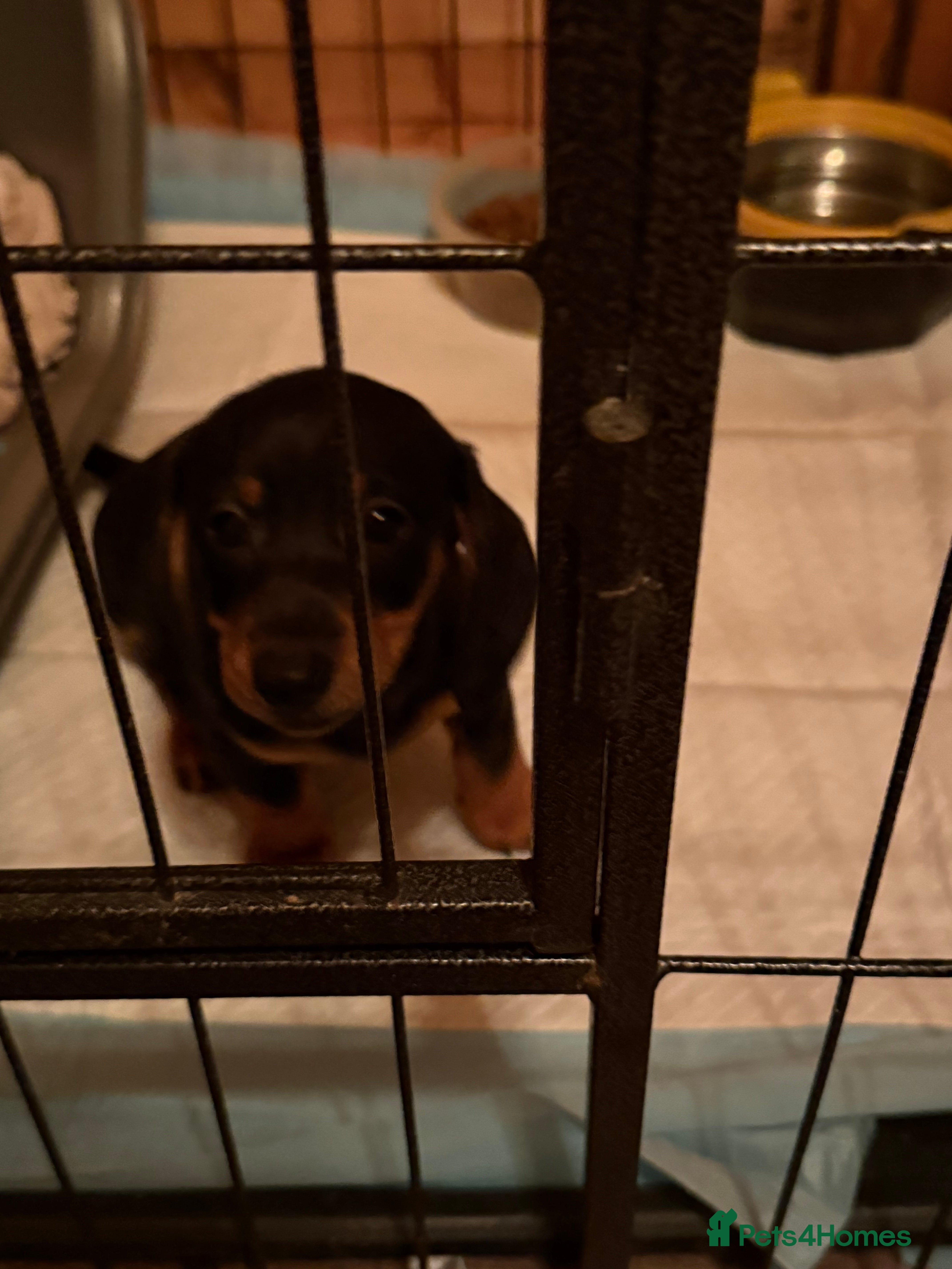 Miniature Dachshund dogs KC REGISTERED MINIATURE DACHSHUND PUPS - Advert 1