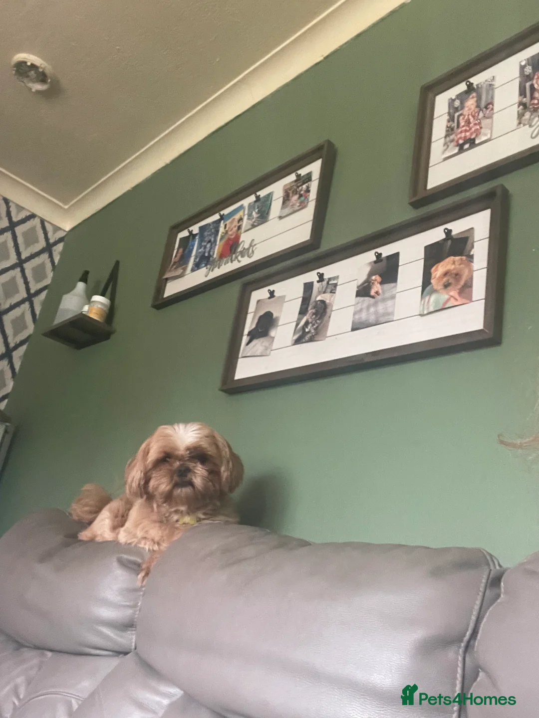 Shih Tzu dogs for stud: Beautiful stud in Birmingham - Advert 17