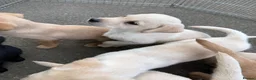Labrador Retriever dogs for sale: Beautiful KC Registered Labrador Puppies  - Advert 13