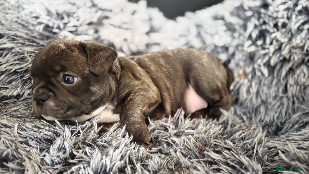Mixed Breed dogs for sale: French bulldog x Chihuahua puppies - Image 10