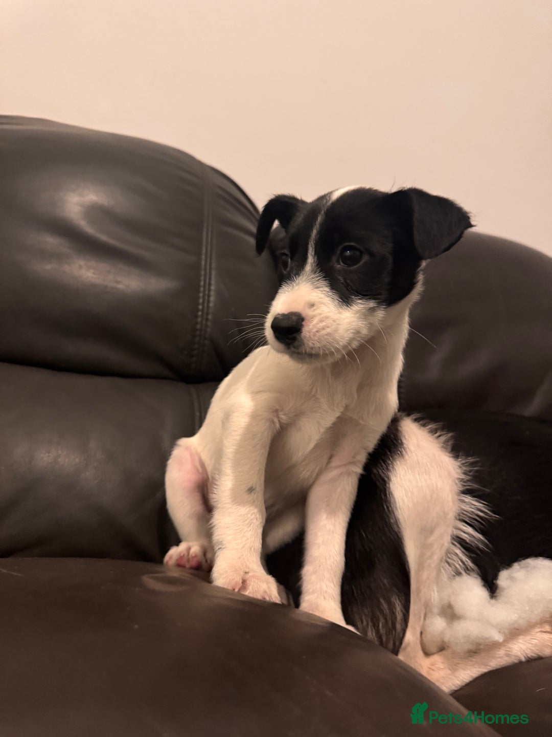 Mixed Breed dogs for sale: Ready to go!! Collie x Jack russell - Advert 4