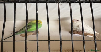 Budgerigars birds - Advert 2