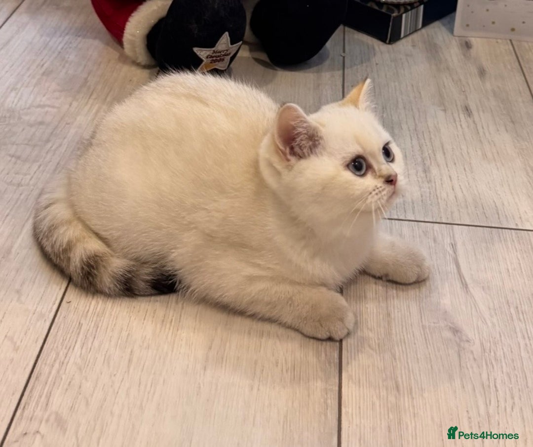 British Shorthair cats for sale: British Shorthair  - Advert 6