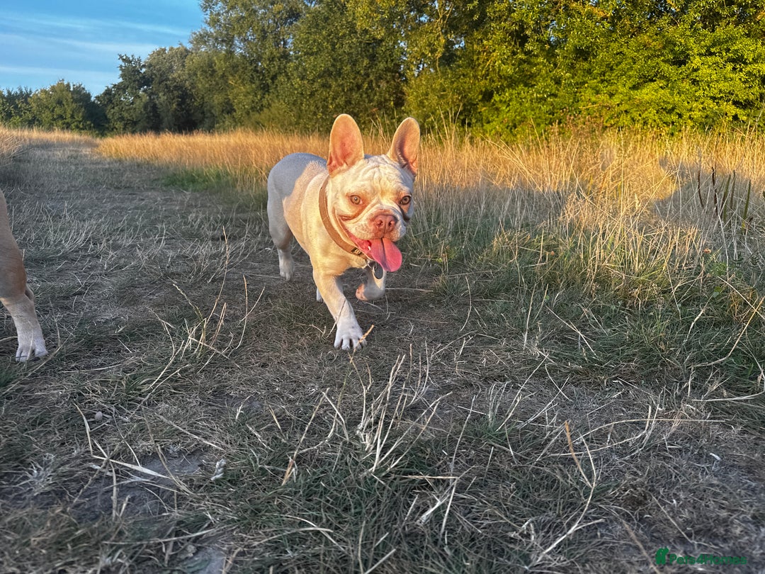 French Bulldog dogs for sale: Little Juno… - Image 4