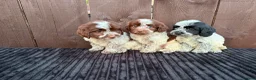 Cockapoo dogs for sale: cockapoos F1 puppy’s 6 available - Advert 18