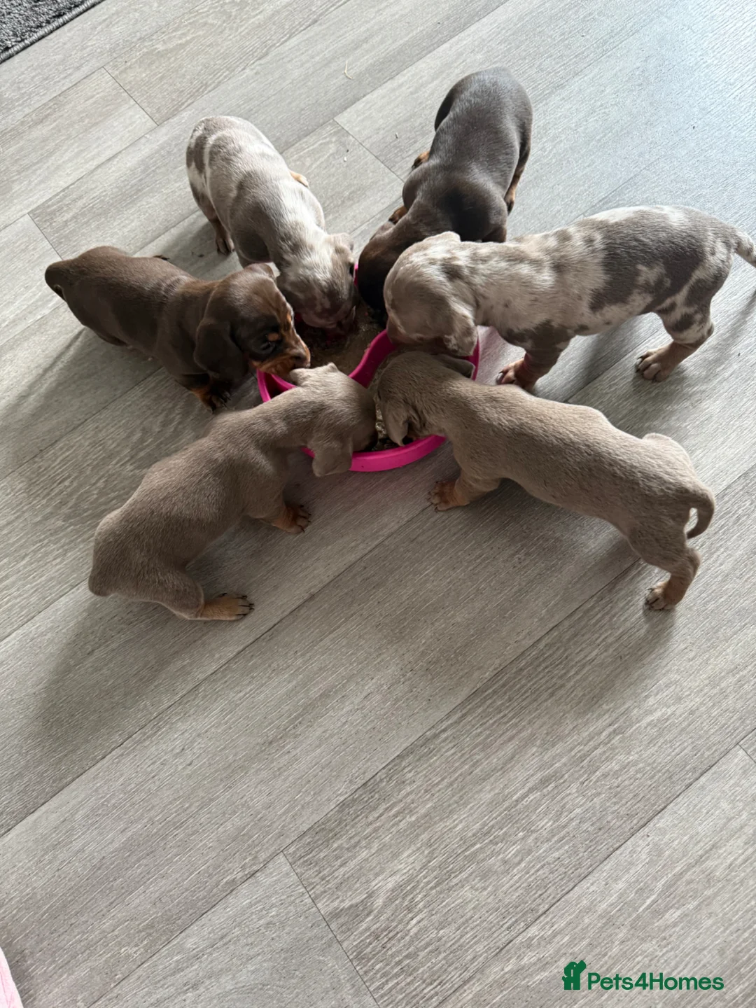 Dachshund dogs for sale: Dachshund puppies  - Advert 2