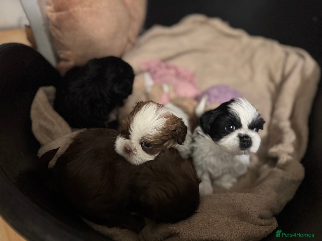 Shih Tzu dogs for sale: Shih Tzu  - Advert 17