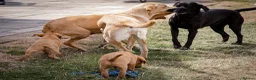 Labrador Retriever dogs for sale: Elite Litter: KC Registered Fox Red Labrador Pups - Advert 6