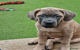 Cane Corso dogs for sale: Excellent Bloodline cane corso puppies ready now - Image 10