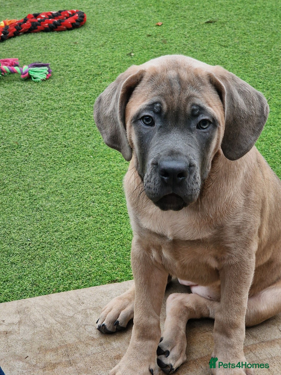 Cane Corso dogs for sale: Excellent Bloodline cane corso puppies ready now - Image 10