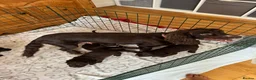 Cocker Spaniel dogs for sale: Stunning working cocker spaniels puppies  - Advert 12
