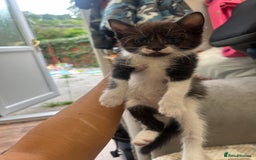 Mixed Breed cats for sale: Female kitten - Image 1