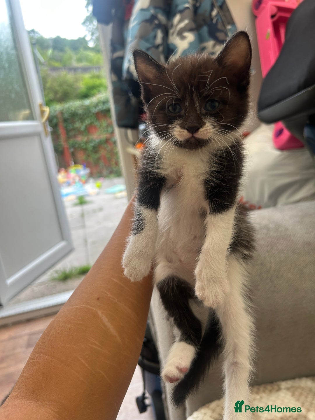 Mixed Breed cats for sale: Female kitten - Image 1
