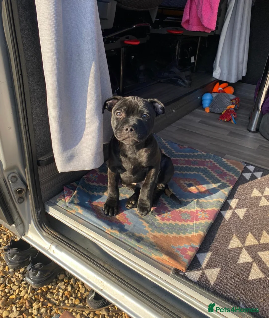 Staffordshire Bull Terrier dogs for stud: *ULTIMATE STUD PACKAGE DEAL* KASSIUS BEST UK BLACK in Manchester - Advert 10