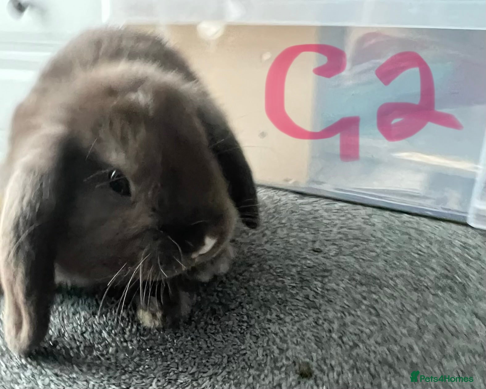 Mini Lop rabbits LAST Little Girl - Lop Baby Bunny 🐰 - Advert 2