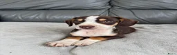 Mixed Breed dogs for sale: CHI SPANIEL PUPPIES READY 5th SEP - Advert 3