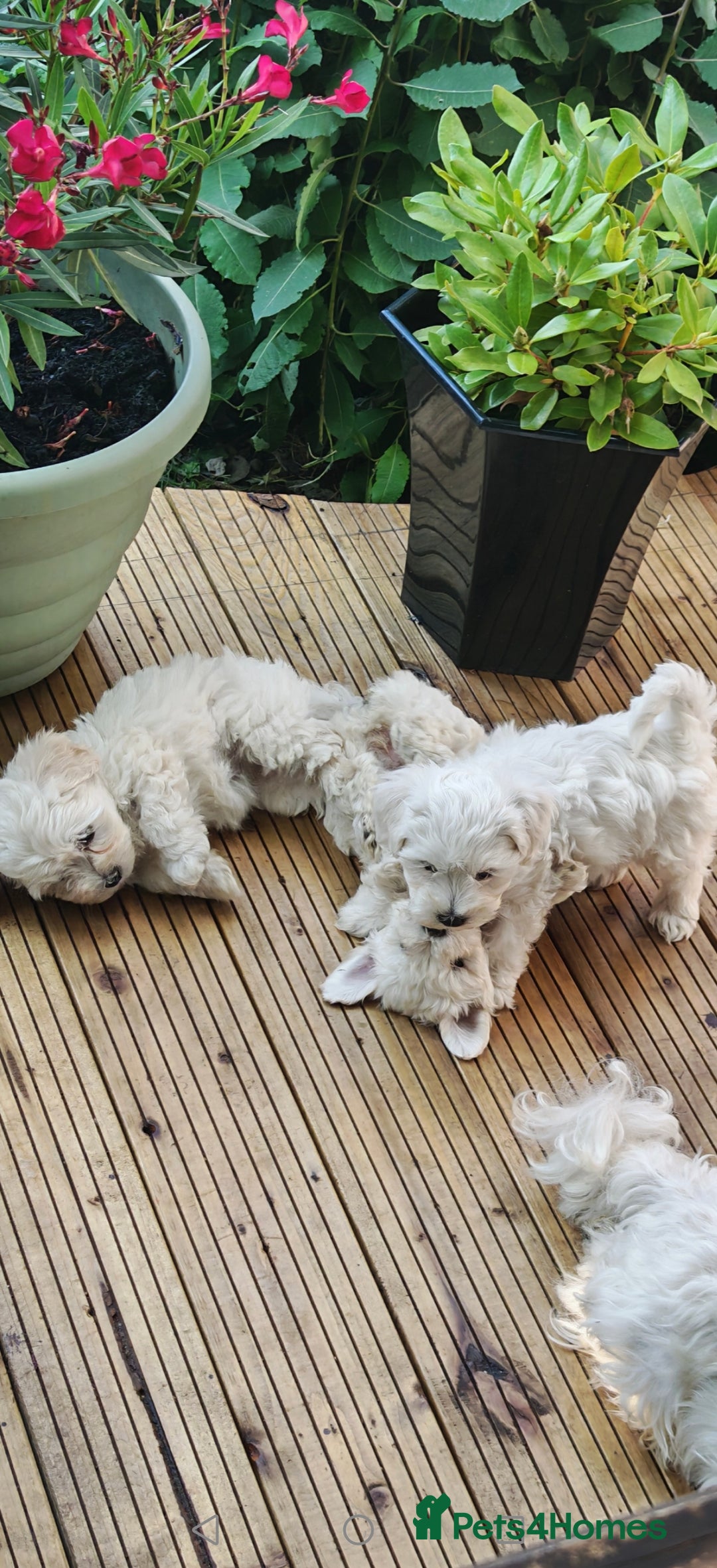 Bichon Frise dogs for sale: Bichon  - Image 7
