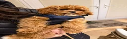 Cavapoo dogs for sale: ⭐ Top quality, health tested Toy Cavapoo babies ⭐ - Advert 30