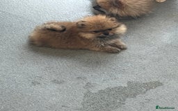 Pomeranian dogs for sale: Pomeranian  puppies  - Image 37