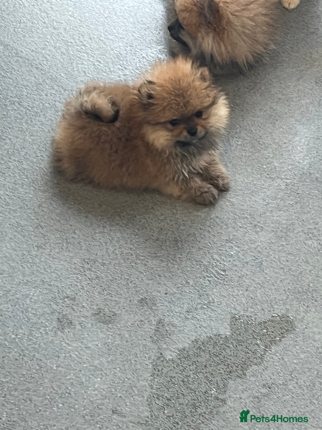 Pomeranian dogs for sale: Pomeranian  puppies  - Image 37