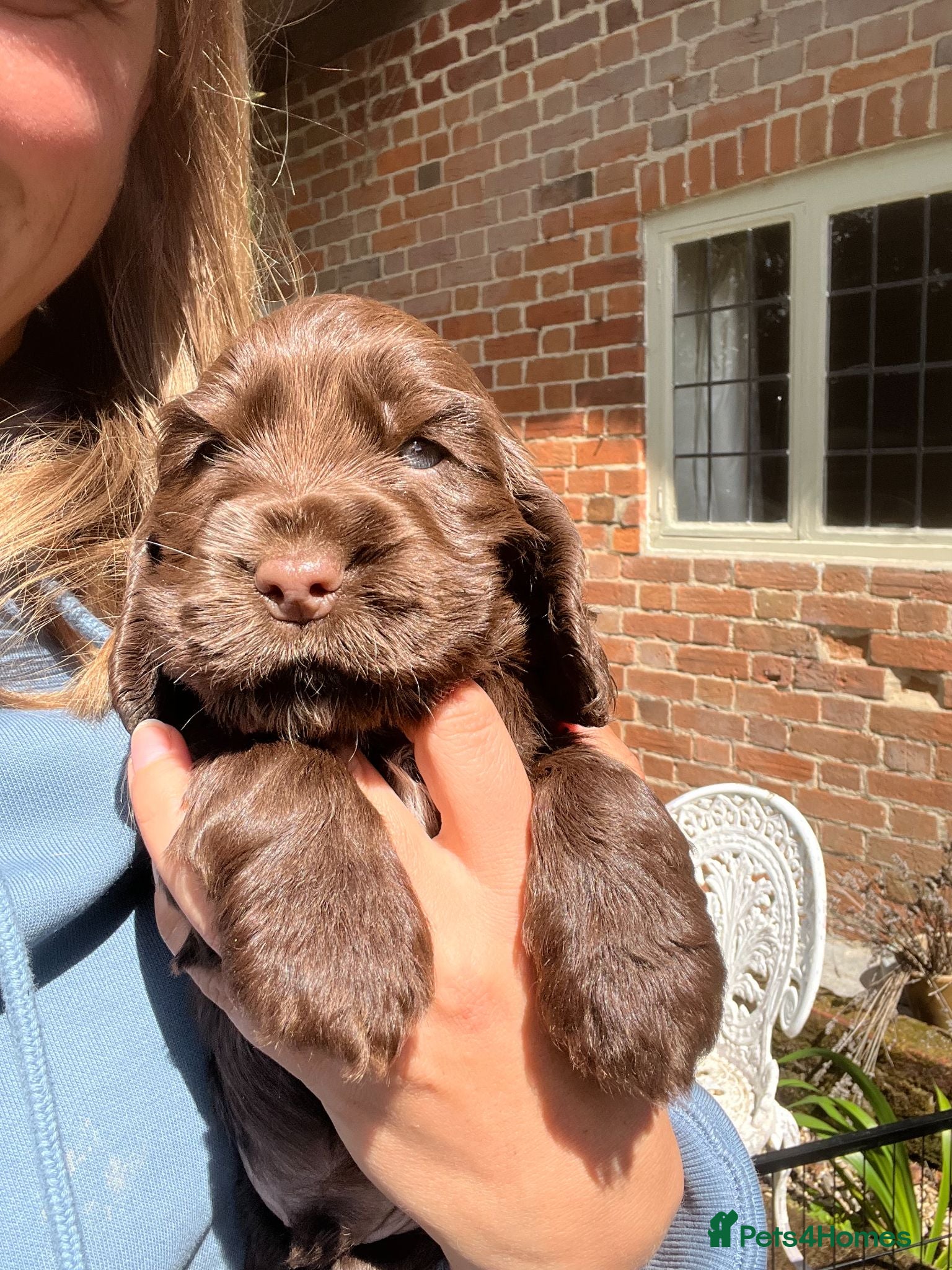 Cocker Spaniel dogs One Chocolate boy left KC Show Cocker Spaniel - Advert 1