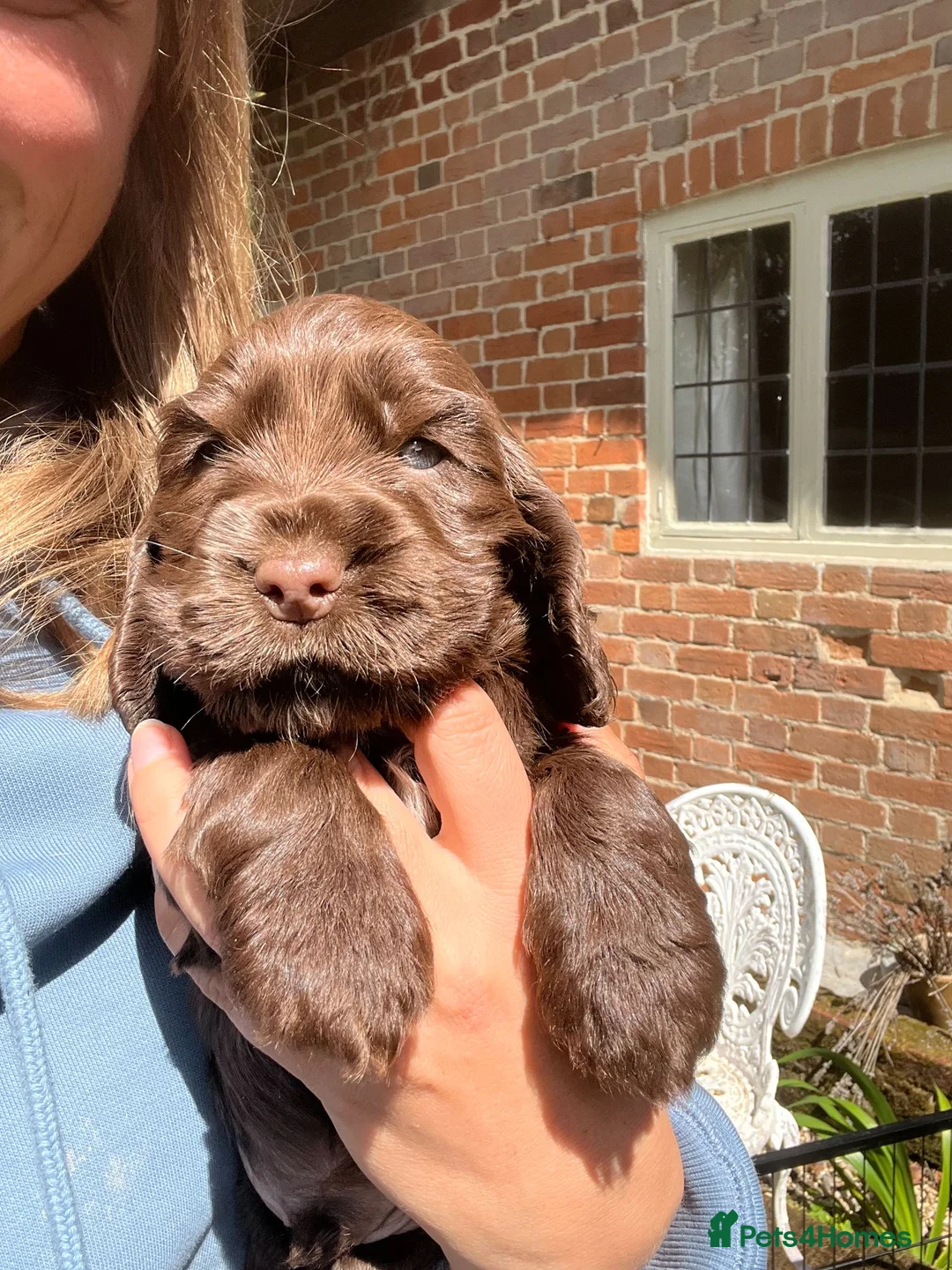 Cocker Spaniel dogs for sale: One Chocolate boy left KC Show Cocker Spaniel in Swindon - Advert 1