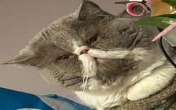 Mixed Breed cats for sale: 4 delightful Exotic X kittens  - Image 4