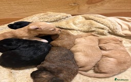 Mixed Breed dogs for sale: Poodle / bichon frise X puppies  - Image 5