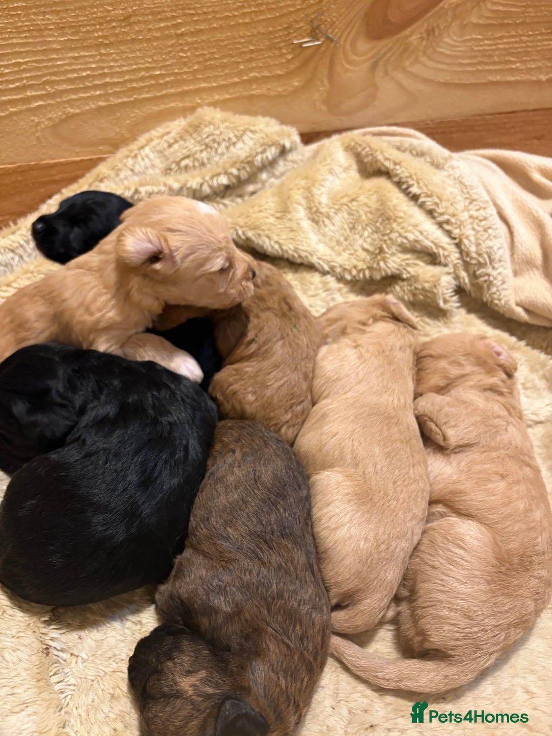 Mixed Breed dogs for sale: Poodle / bichon frise X puppies  - Image 5