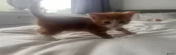 Mixed Breed cats for sale: 2male, 2 female kittens - Advert 10