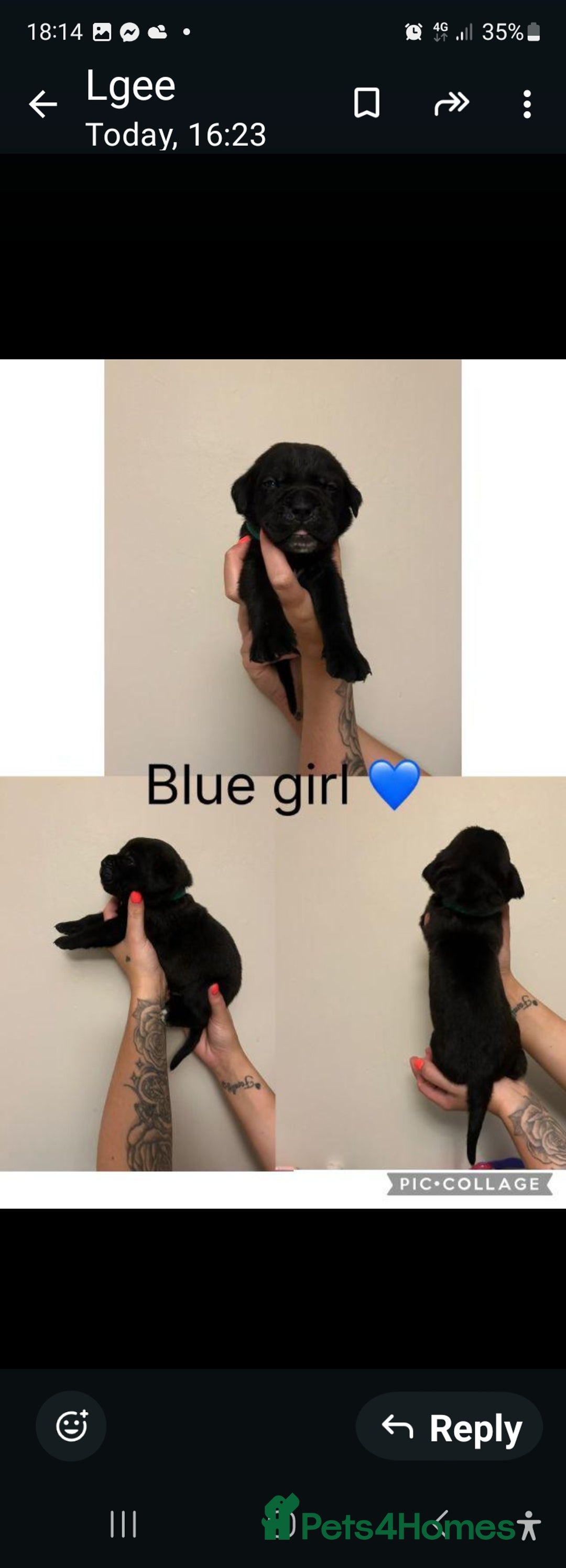 Cane Corso dogs for sale: Cane corso puppies for sale - Image 14