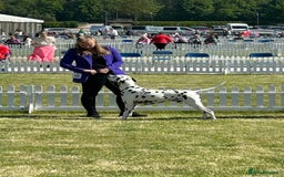 Dalmatian dogs for stud: UK Champion Jasquarella Edge of Winter at Palouse  in Leicester - Image 4