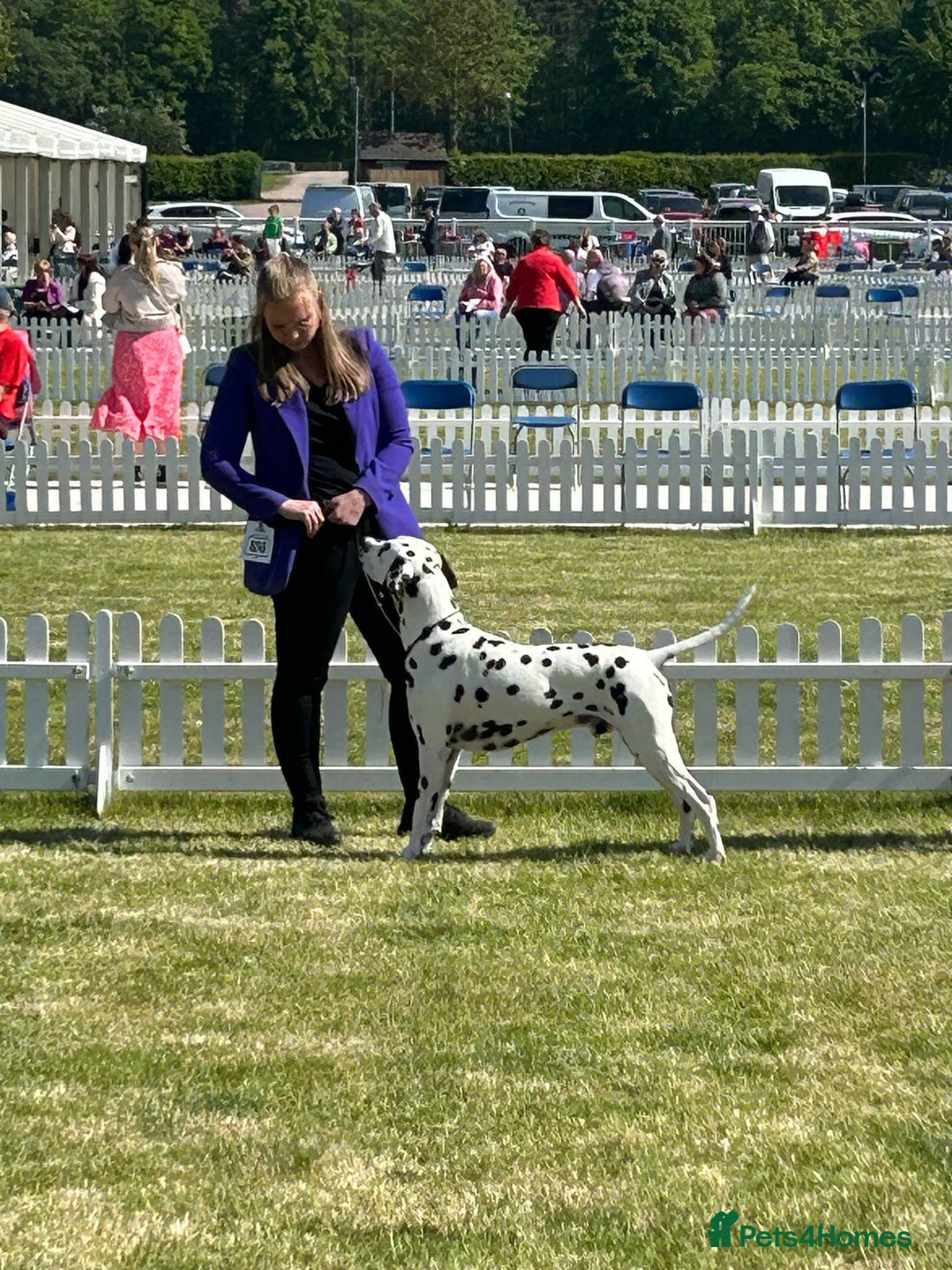 Dalmatian dogs for stud: UK Champion Jasquarella Edge of Winter at Palouse  in Leicester - Image 4