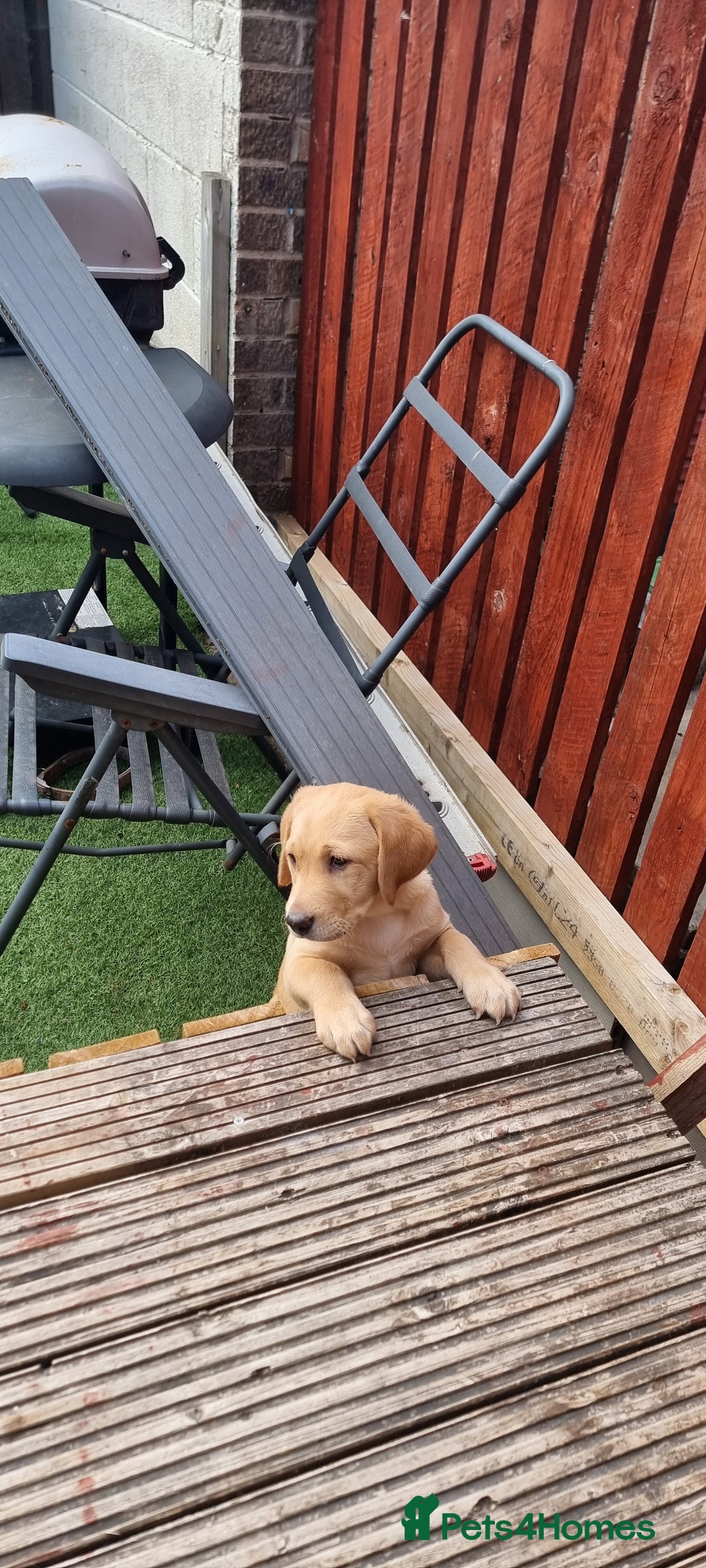 Labrador Retriever dogs for sale: We have two, Labrador pups  - Image 16
