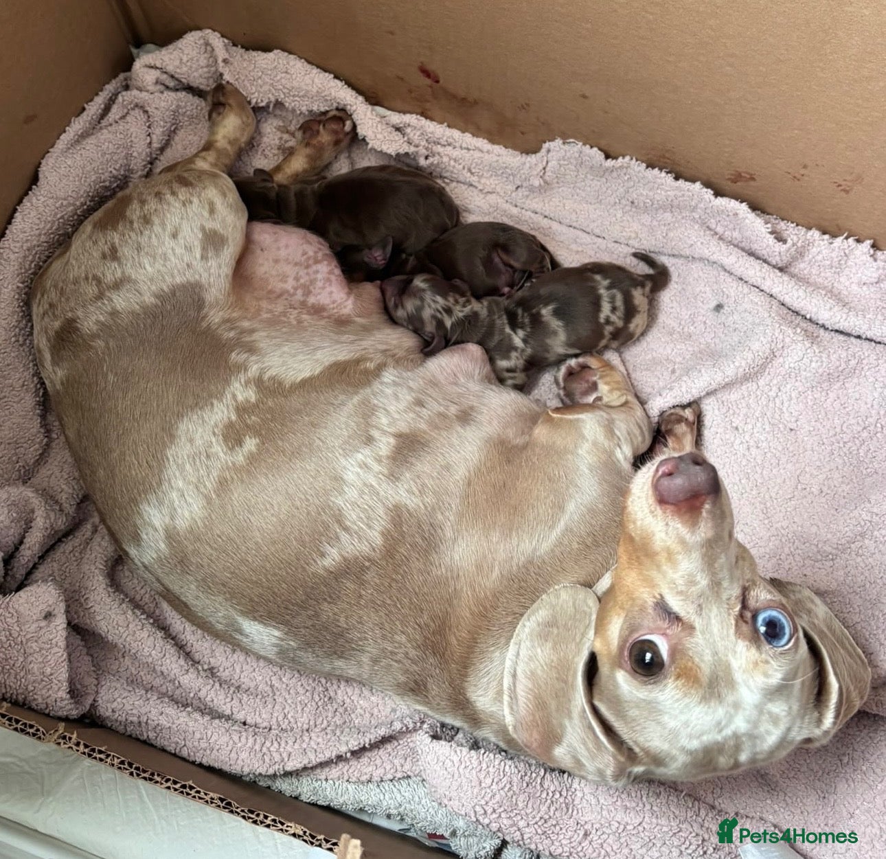 Dachshund dogs for sale: Beautiful Chocolate and Tan girls - Advert 1